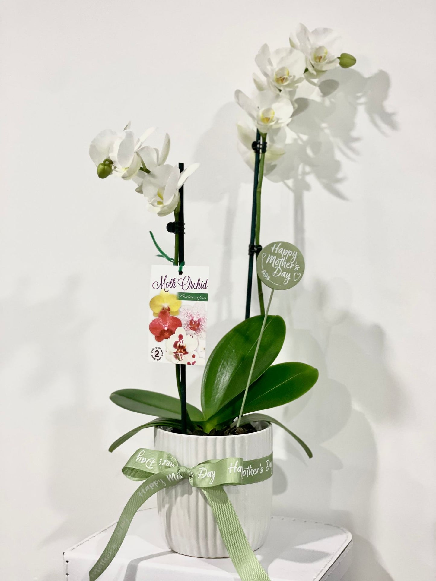 Mother's Day Orchid Plant